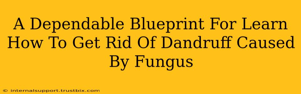 A Dependable Blueprint For Learn How To Get Rid Of Dandruff Caused By Fungus