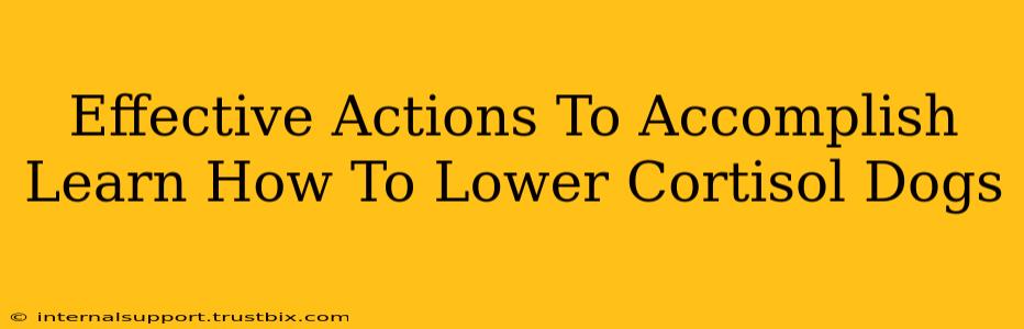 Effective Actions To Accomplish Learn How To Lower Cortisol Dogs