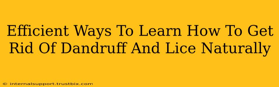 Efficient Ways To Learn How To Get Rid Of Dandruff And Lice Naturally