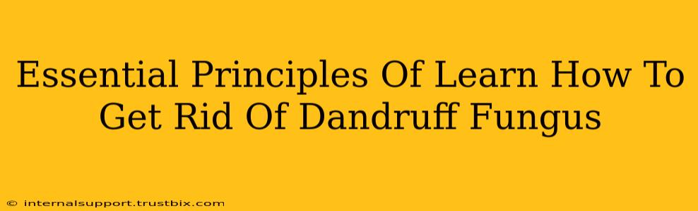 Essential Principles Of Learn How To Get Rid Of Dandruff Fungus