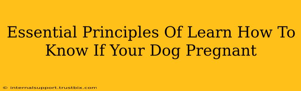 Essential Principles Of Learn How To Know If Your Dog Pregnant