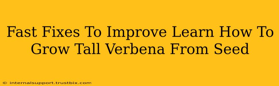 Fast Fixes To Improve Learn How To Grow Tall Verbena From Seed