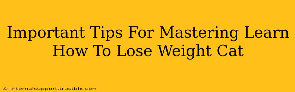 Important Tips For Mastering Learn How To Lose Weight Cat