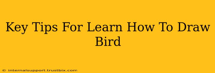 Key Tips For Learn How To Draw Bird