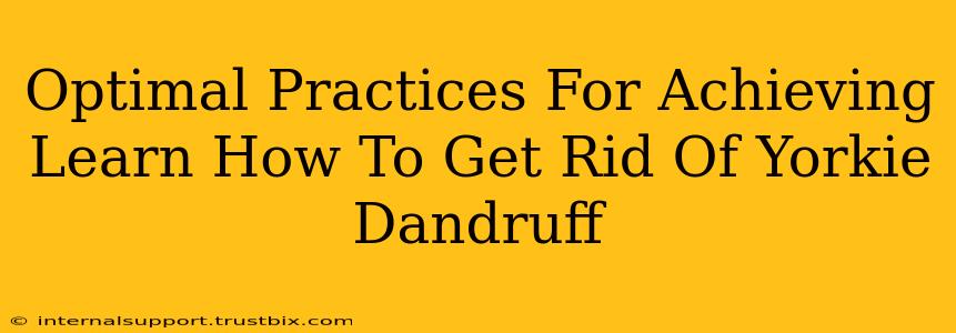 Optimal Practices For Achieving Learn How To Get Rid Of Yorkie Dandruff