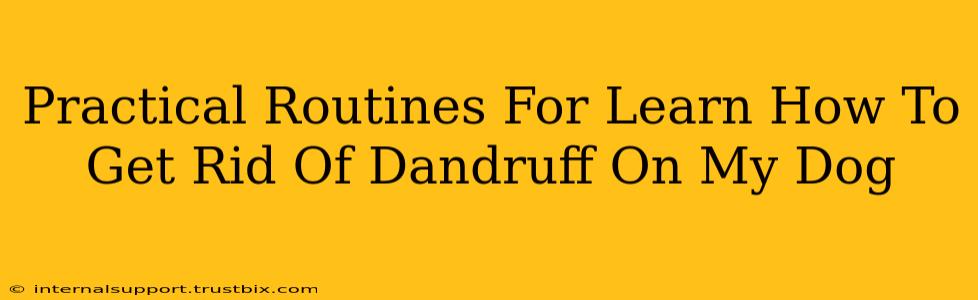 Practical Routines For Learn How To Get Rid Of Dandruff On My Dog