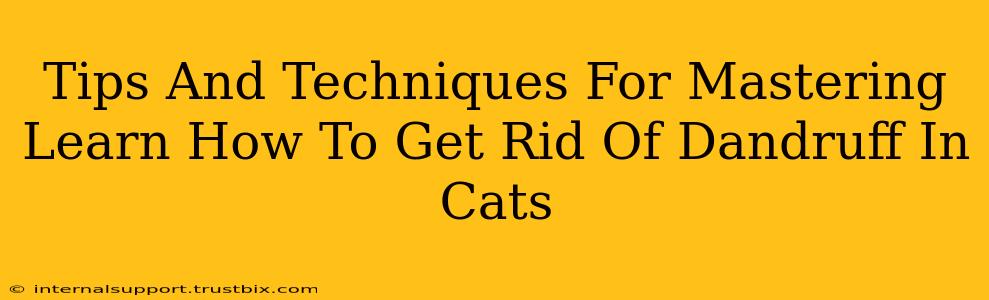 Tips And Techniques For Mastering Learn How To Get Rid Of Dandruff In Cats